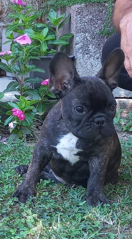 Francuski-Buldog-štenci-