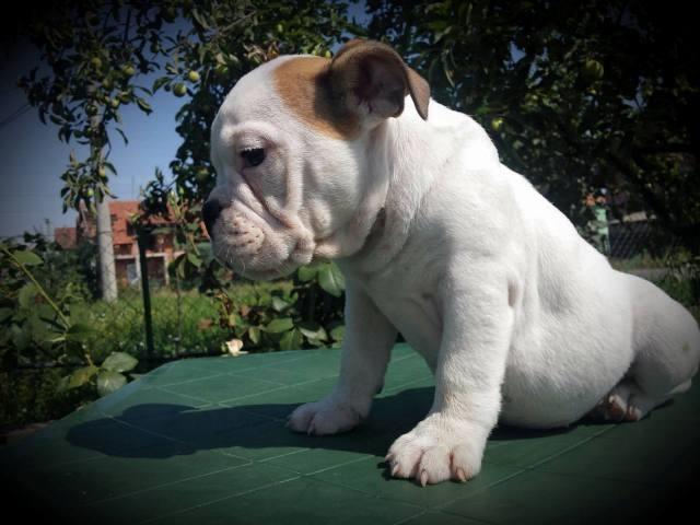 Engleski buldog zensko stene