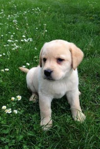 Labrador stenci