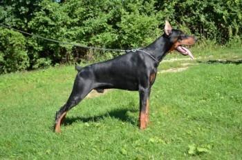Doberman
