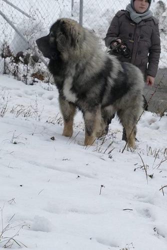 Francuski buldog stenci