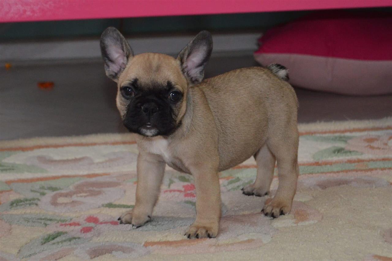 Francuski-bulldog-štenci