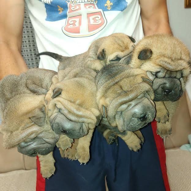 Shar-Pei-stenci
