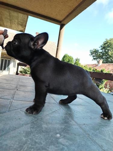 Francuski buldog