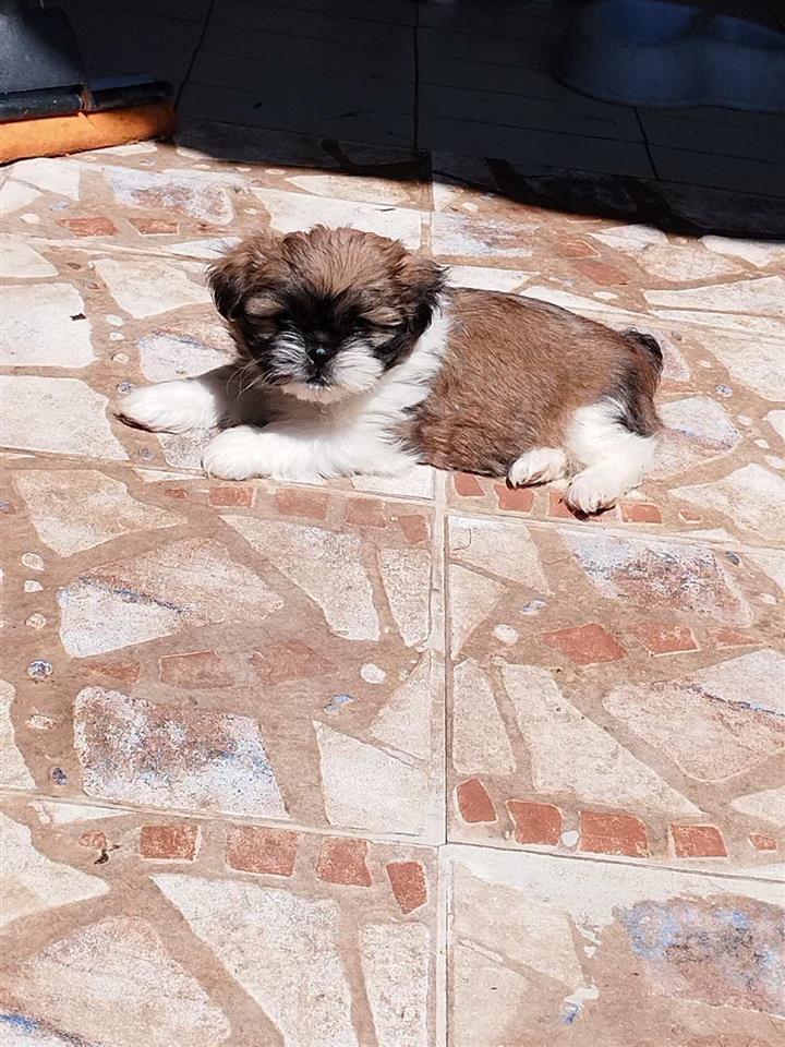 Ši--cu