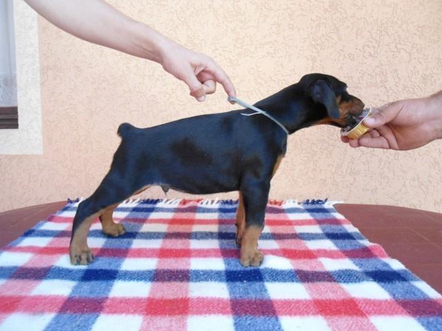 Doberman-stenci