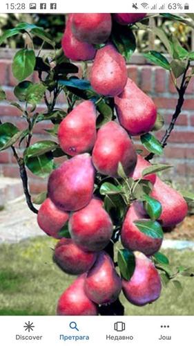 Stubaste sadnice