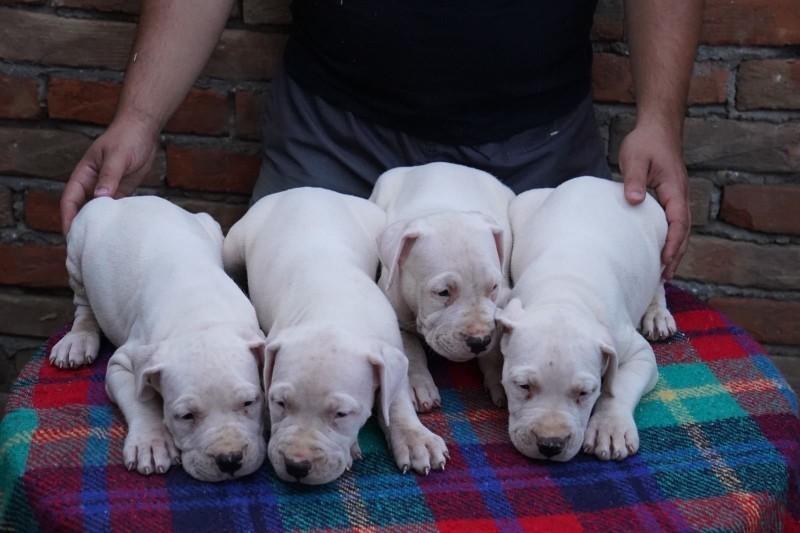 Dogo-Argentino-štenci