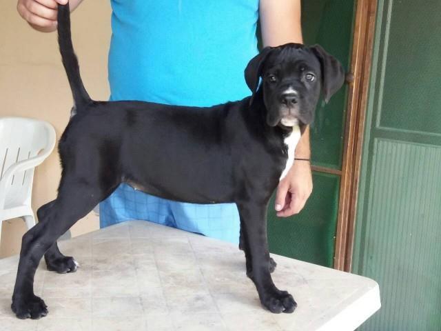 Cane-corso-stenci
