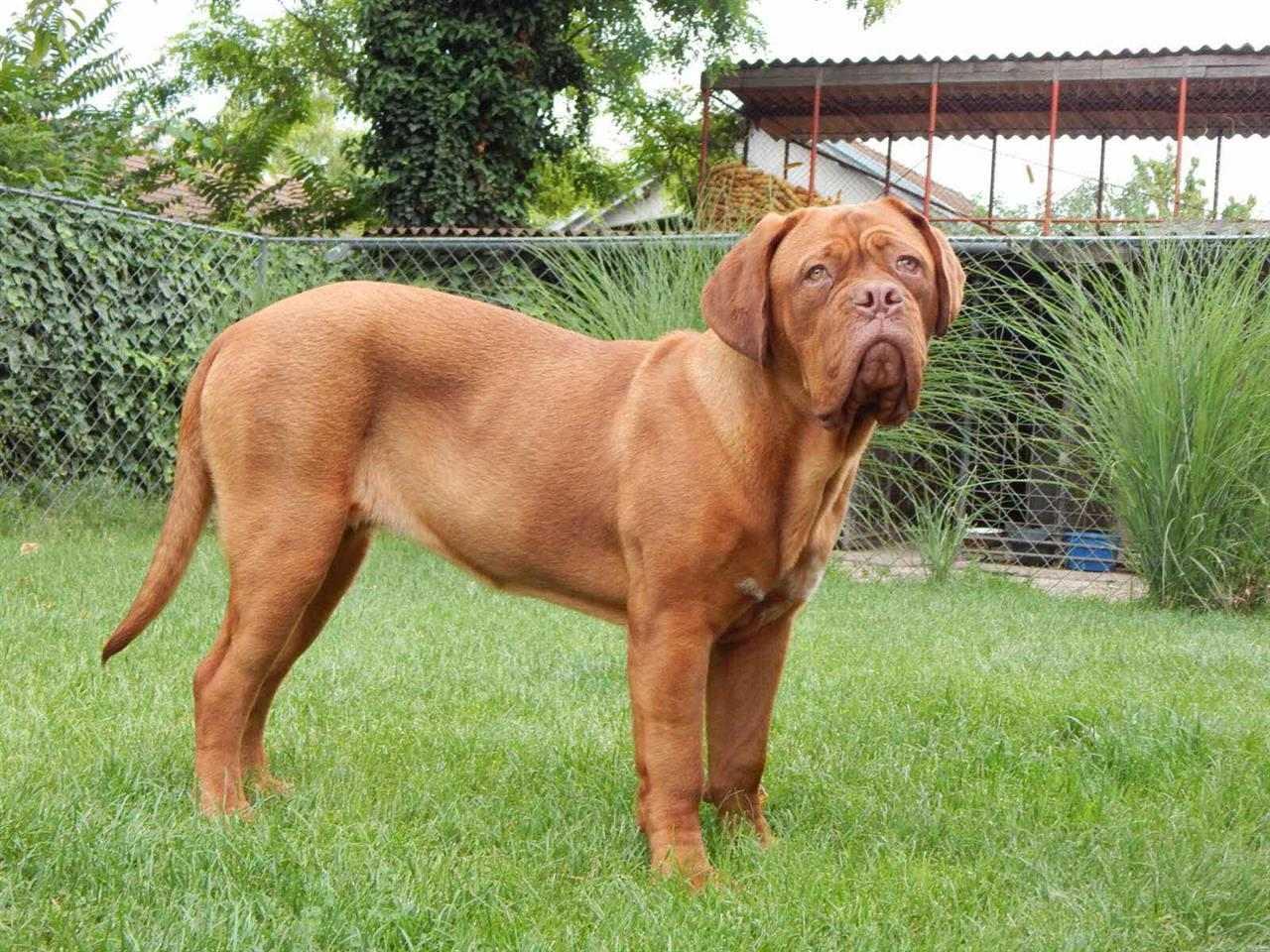 Bordoška-doga-štenci-