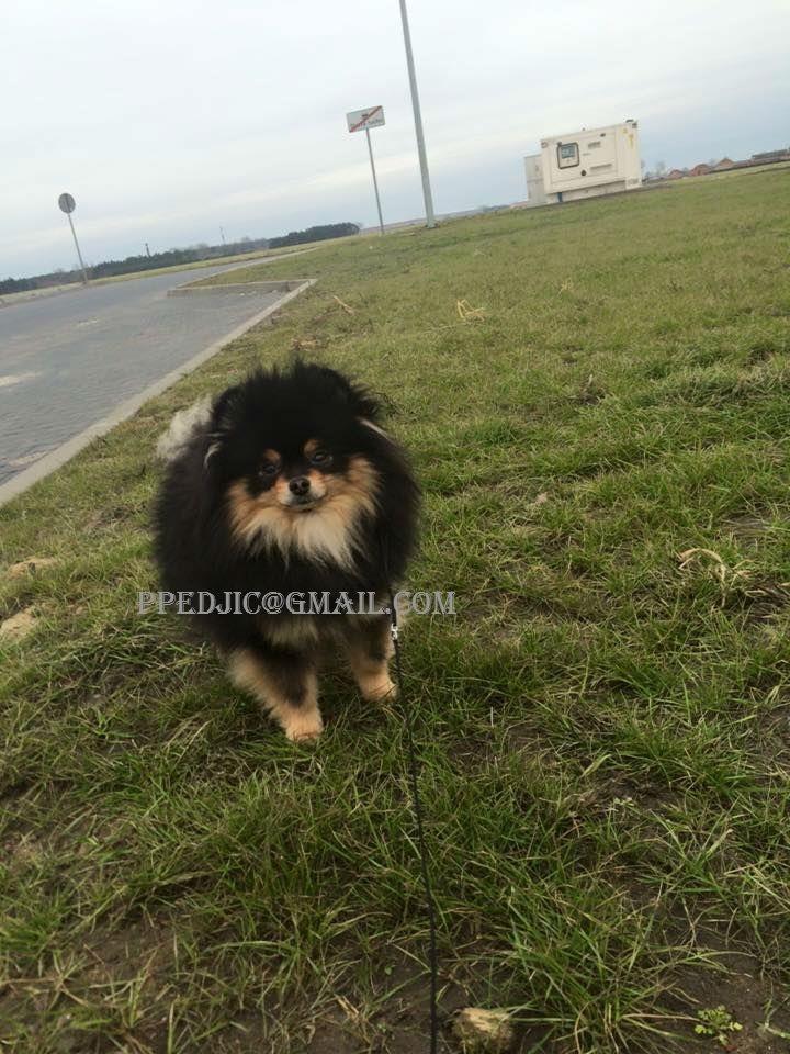 Pomeranac