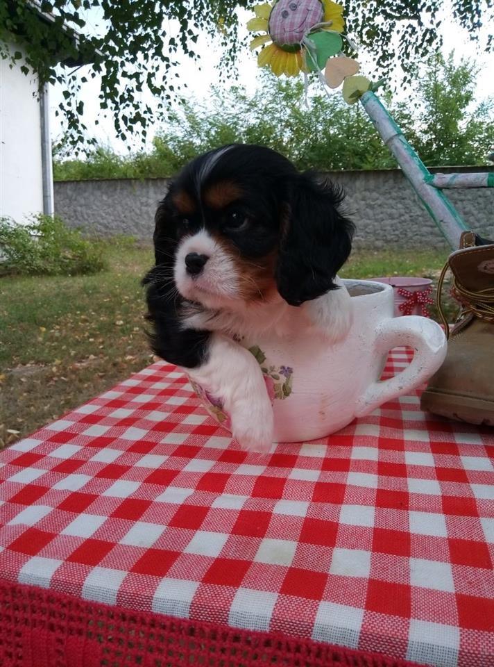Štenad-D-legla-CAVALIER-KING-CHARLES-SPANIEL