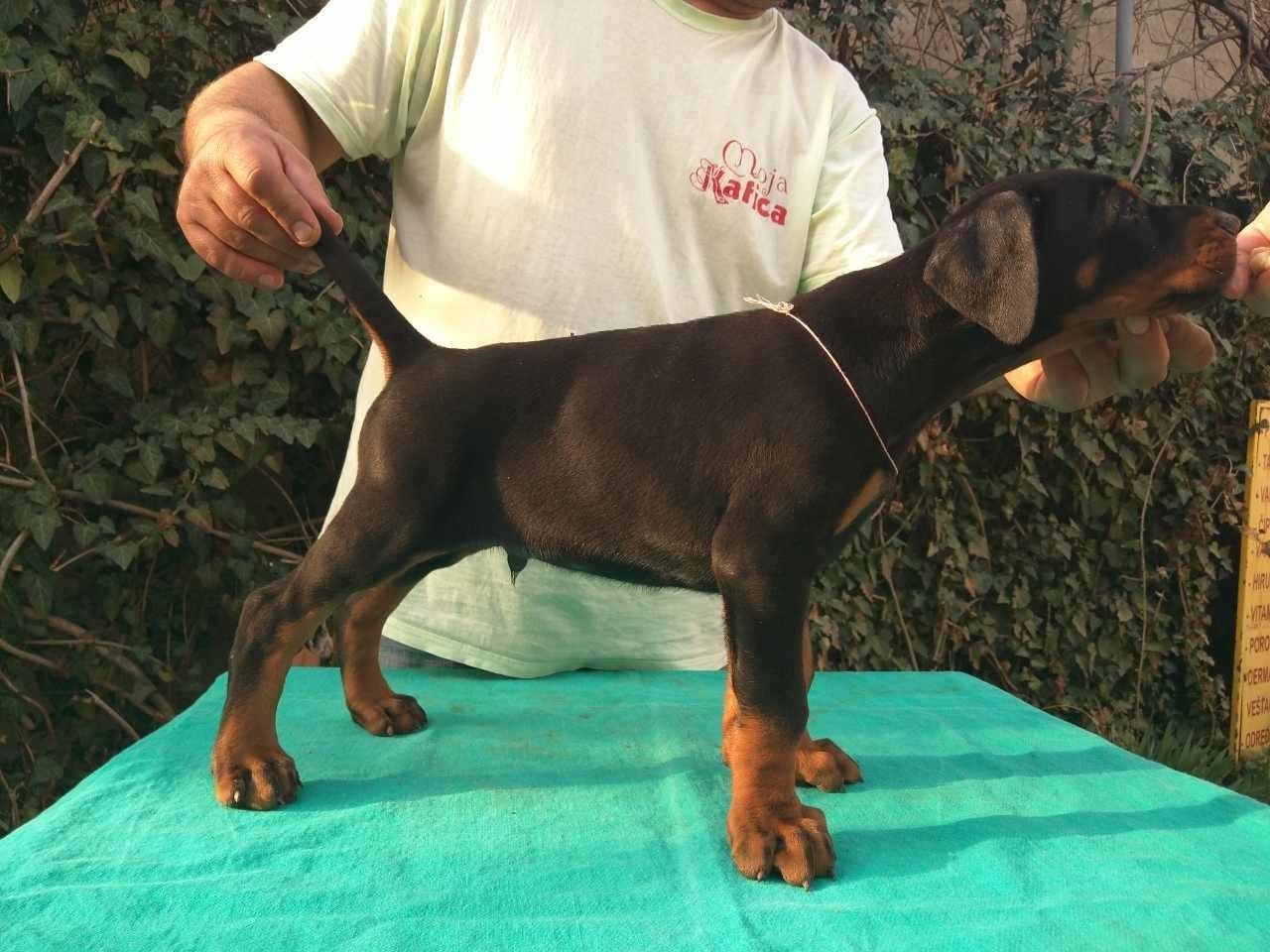 Doberman-štenad