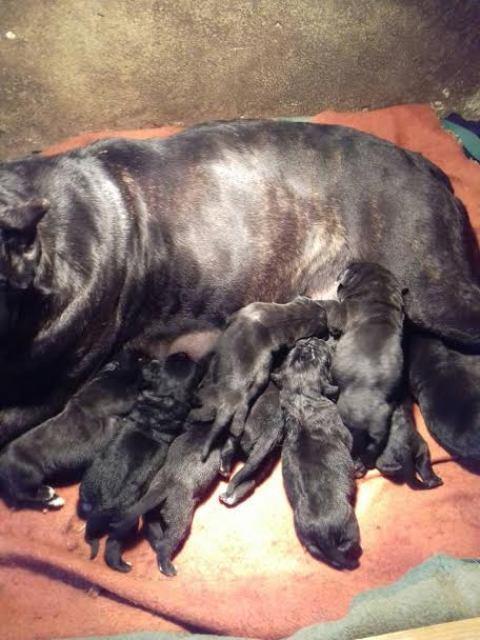Cane-Corso--štenci-