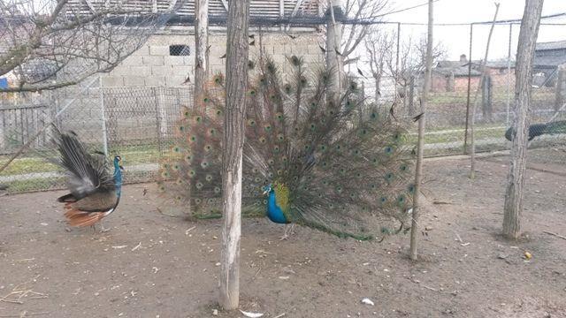Paunova-
