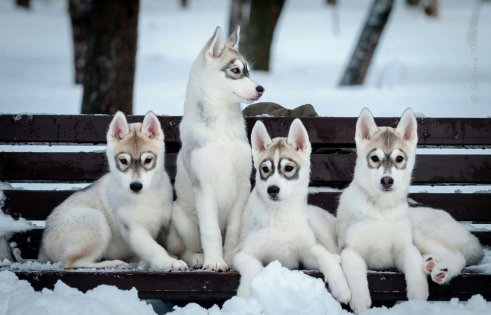 Sibirski-haski-i-samojed-stenci-na-prodaju-