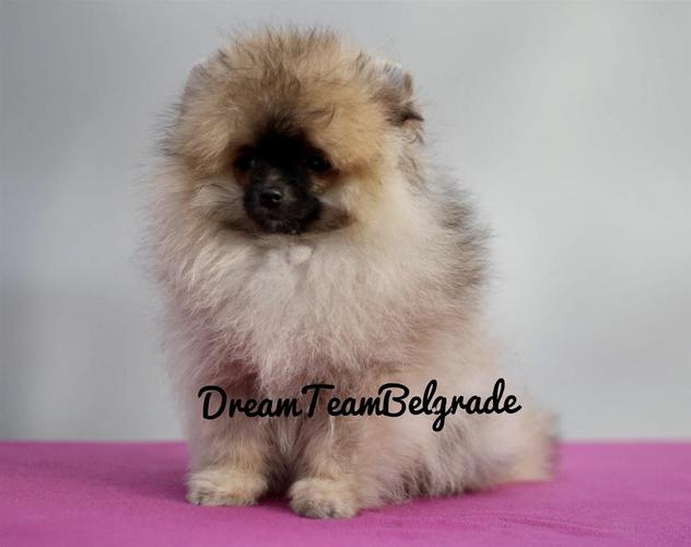 Pomeranac