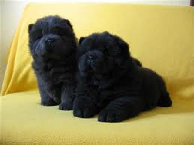 Chow chow