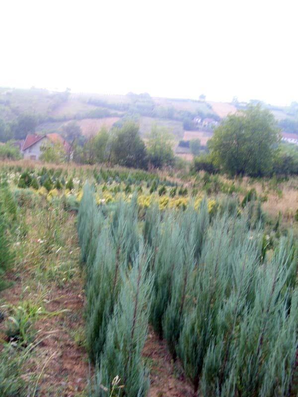 Zdrave-i-kvalitetne-sadnice-2017