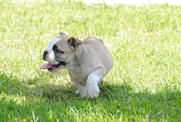 Engleski-buldog--štenad-