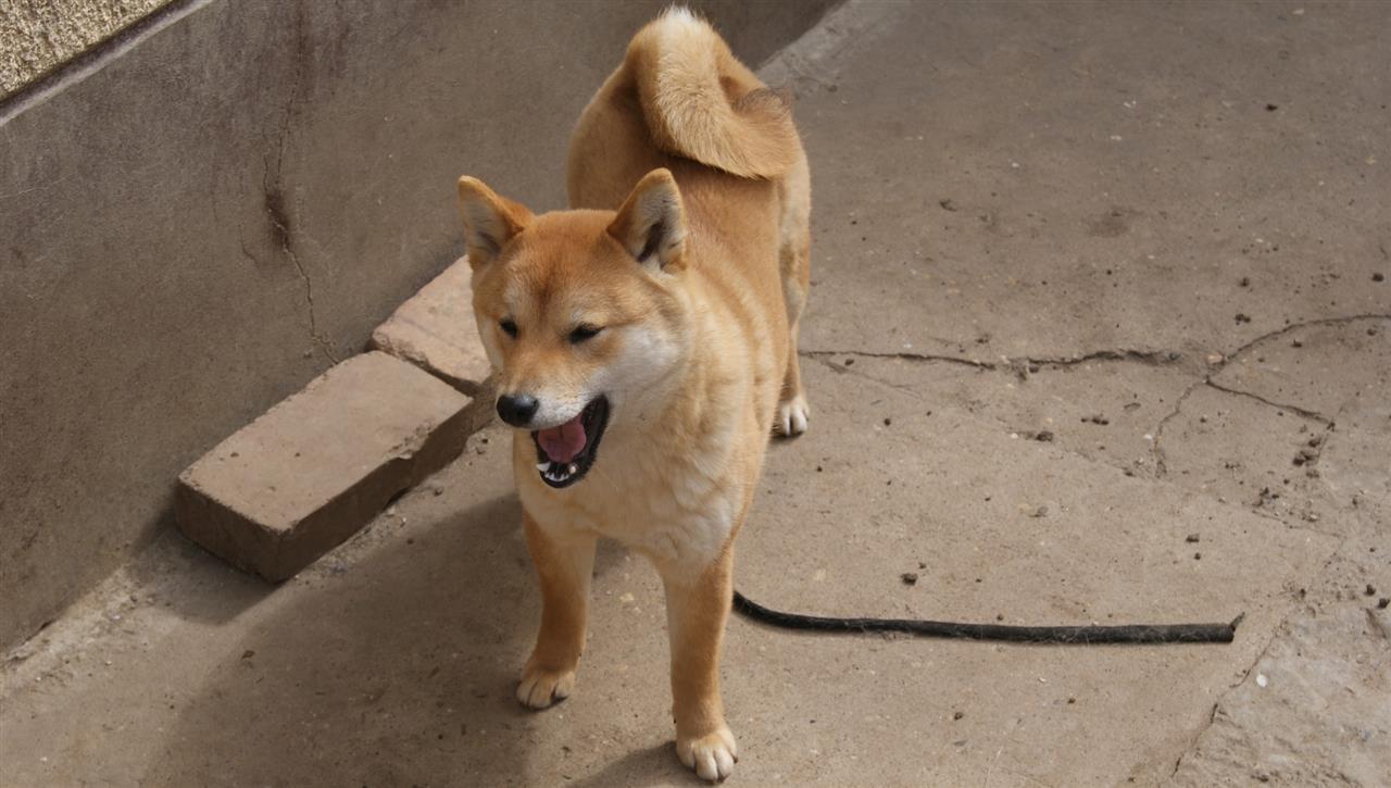 Shiba-inu