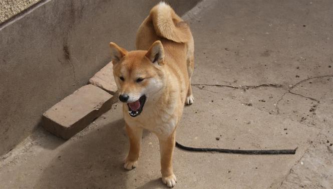 Shiba inu