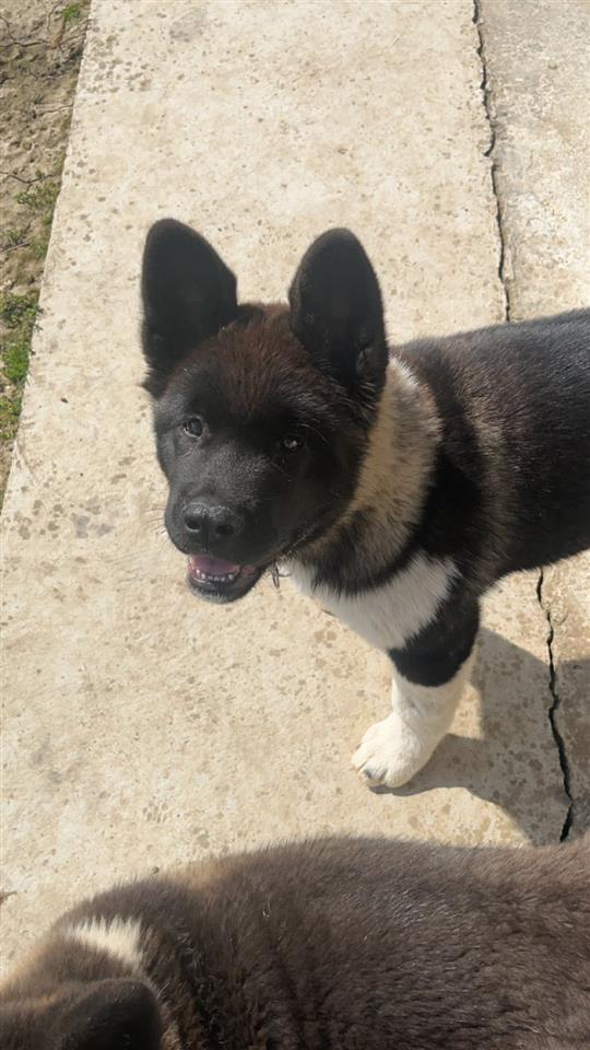 Američka-Akita-štene