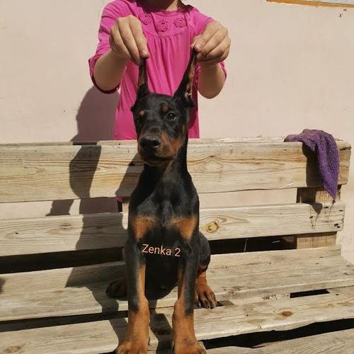 Doberman štenci 