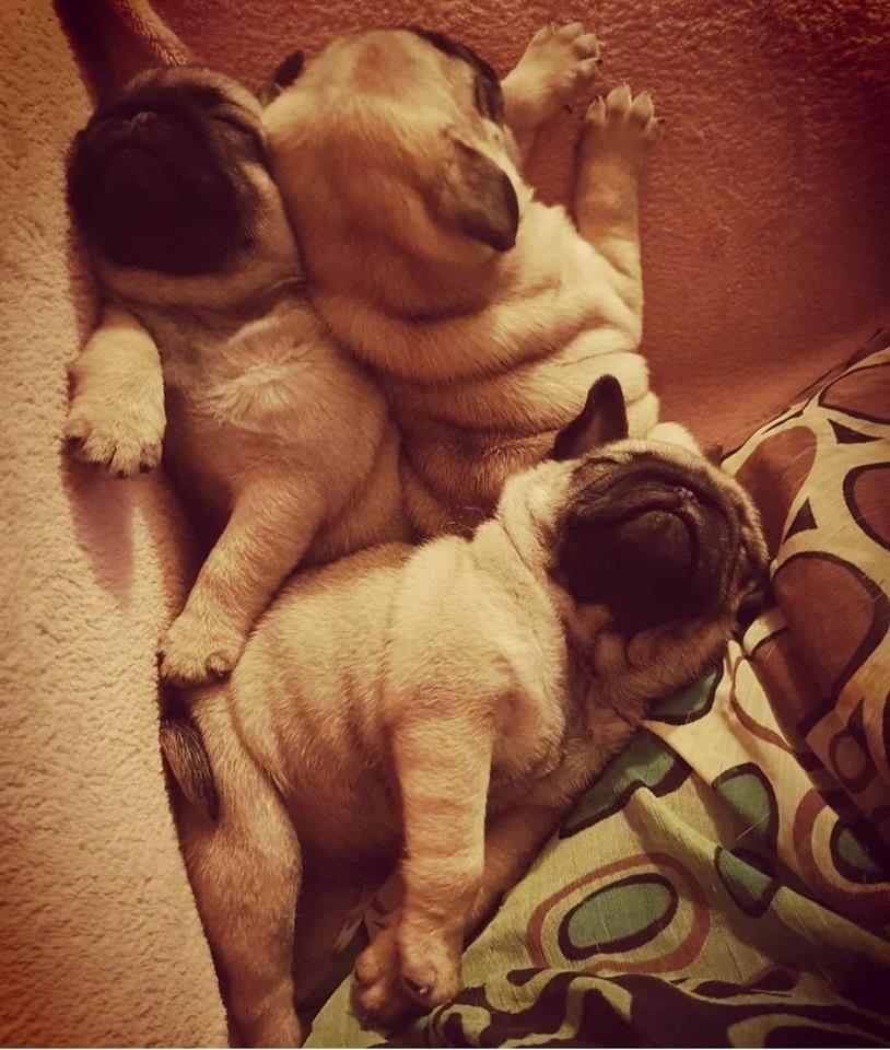 Mops-štenci