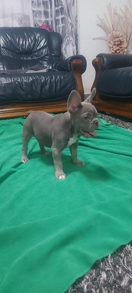 Francuski-buldog-štenci-