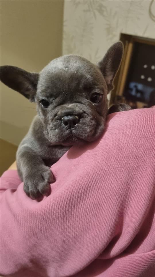 Francuski-Buldog