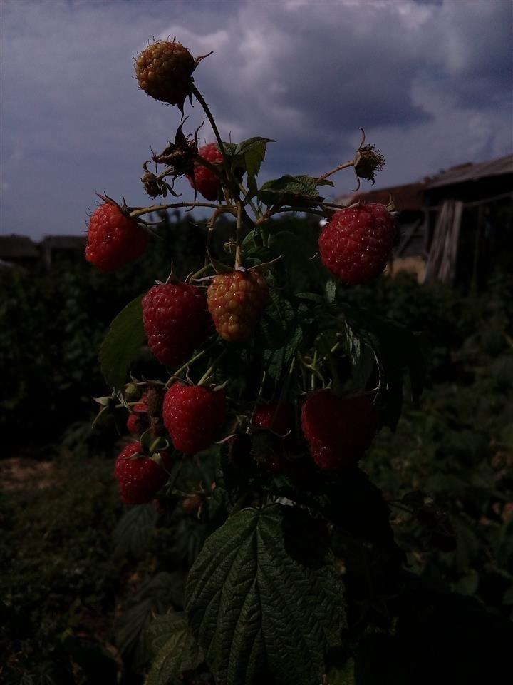 Sadnice-maline-