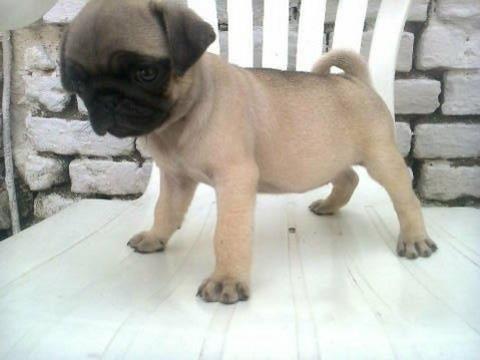 Mops-stenad-bez-boje