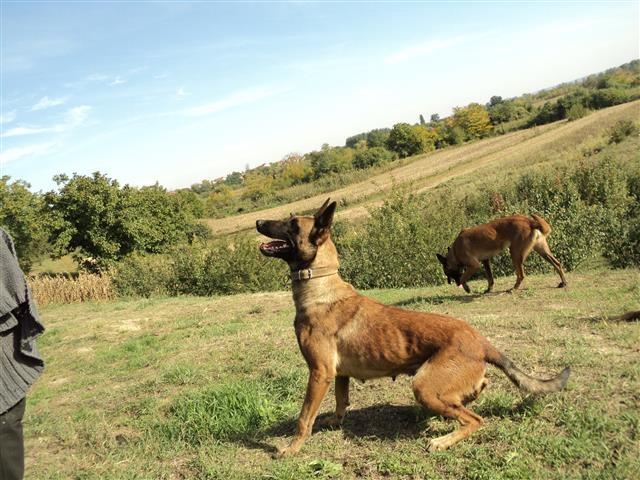 Belgijski-ovcar-malinoa