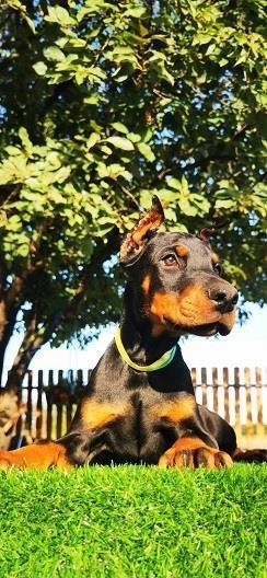 Doberman-stenci