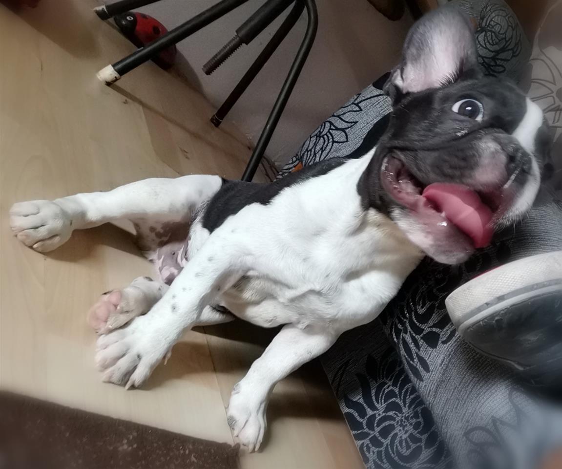 Francuski-buldog-