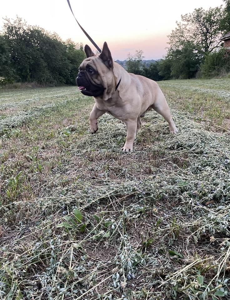 Francuski-buldog-PARENJE
