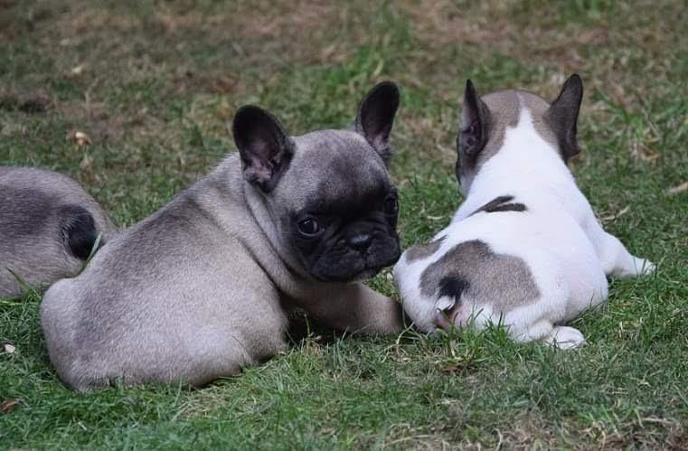 Francuski-buldog-