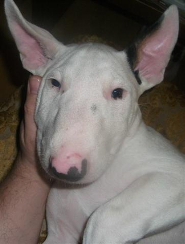 Bullterrier-stenci
