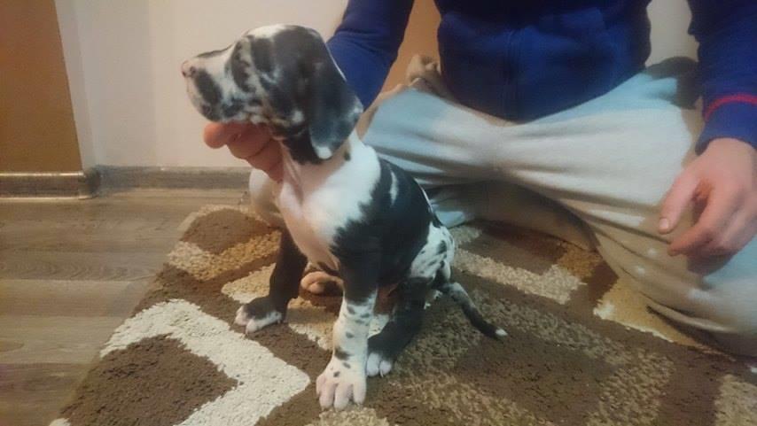 Nemačka-Doga-