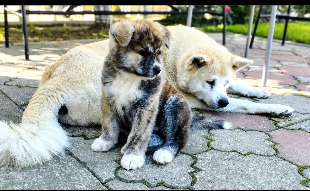 Stenci-Akita-inu-