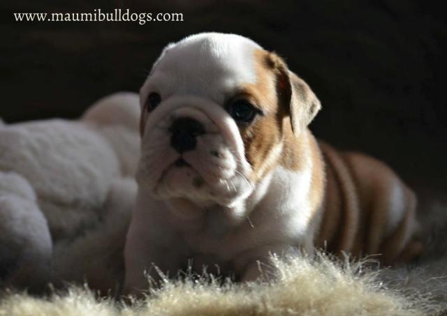 Engleski-buldog-