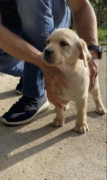 Labrador-retriver---štenci