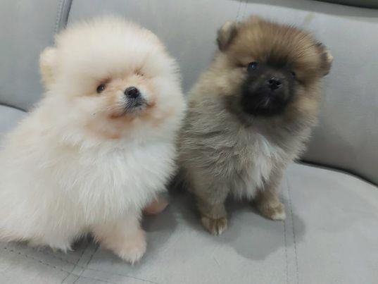 Pomeranac-