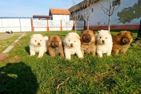 Chow-chow-cau-cau-stenad