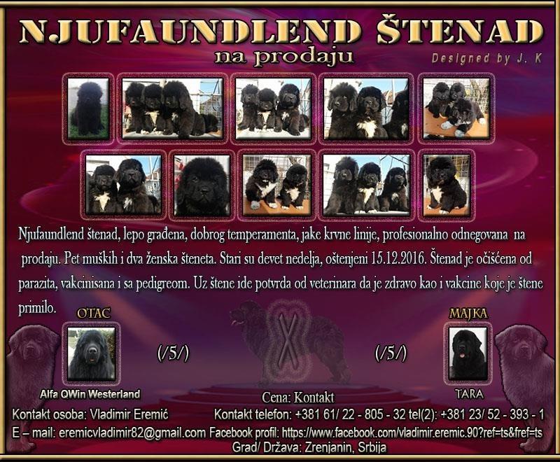 Njufaundlend-štenad