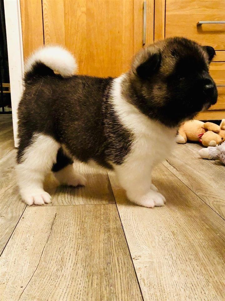 Divne-američke-štenad-Akita