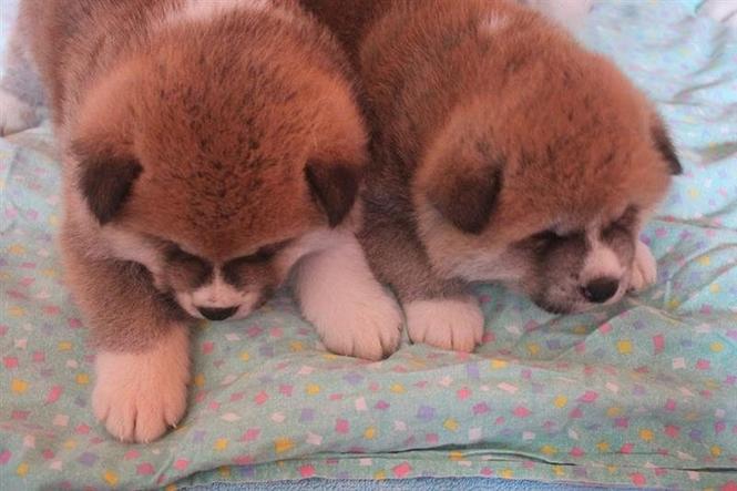 Akita inu