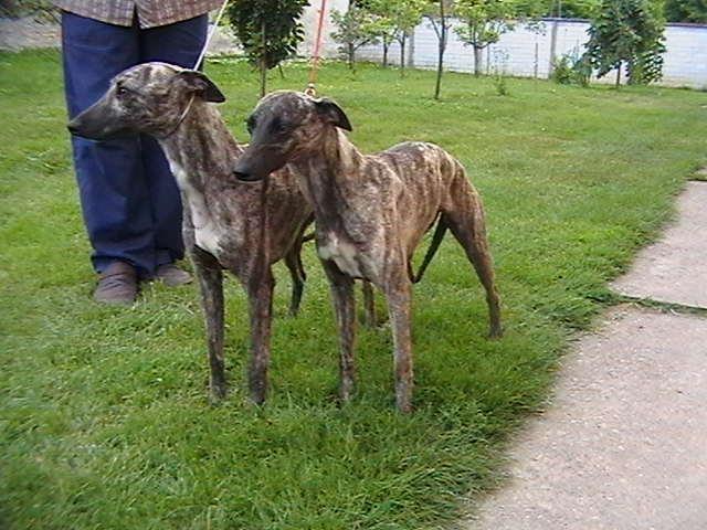Whippet-mali-engleski-hrt