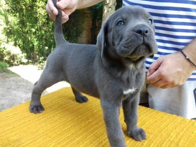 CANE-CORSO-štenci-